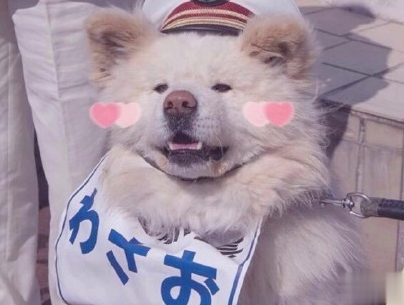  晒狗狗的文案带图片 日常朋友圈撸狗说说15