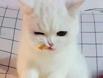 微信朋友圈晒宠物说说带图片 宠物说说可爱配图9
