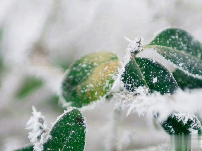 朋友圈下雪说说幽默带图片 下雪天搞笑说说短语14