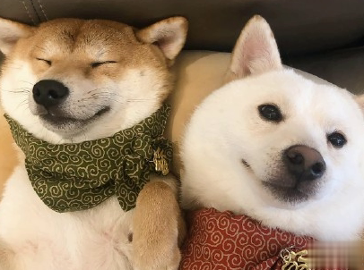  晒狗狗的文案带图片 日常朋友圈撸狗说说10