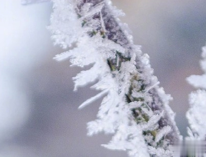 朋友圈下雪说说幽默带图片 下雪天搞笑说说短语15