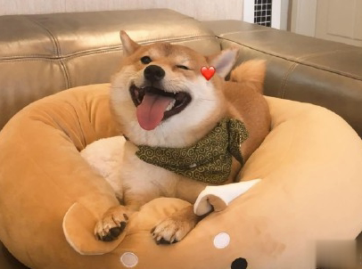  晒狗狗的文案带图片 日常朋友圈撸狗说说13