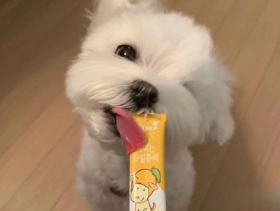  晒狗狗的文案带图片 日常朋友圈撸狗说说4