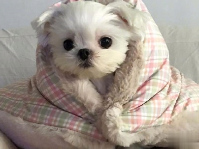  晒狗狗的文案带图片 日常朋友圈撸狗说说12