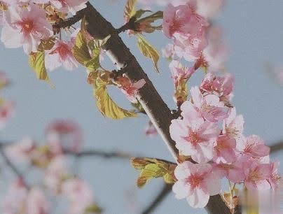 撩人浪漫的情话说说带图片 你这么甜我真想舔舔4