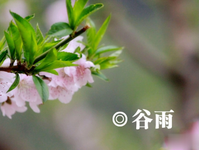 2020谷雨节气唯美说说配图 谷雨祝福唯美暖人心14