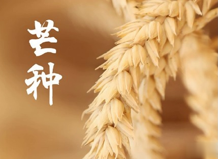 芒种朋友圈说说带图片 2020最新芒种祝福语说说14