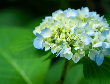 芒种朋友圈说说带图片 2020最新芒种祝福语说说15