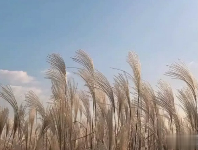 好心累的爱情说说带图片 心累想放弃的句子15