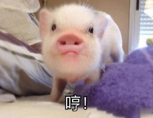 沙雕搞笑的微信状态说说 超级搞笑有趣的微信状态句子