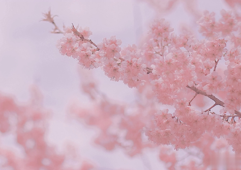 春节给领导的拜年祝福短信 除夕夜给领导的拜年贺词句子2