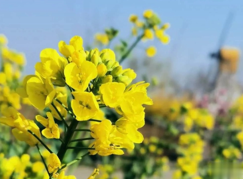 关于油菜花的说说简短带图片 2021晒油菜花自拍的短句