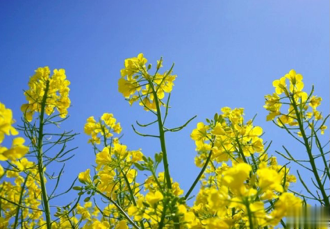 关于油菜花的说说简短带图片 2021晒油菜花自拍的短句12