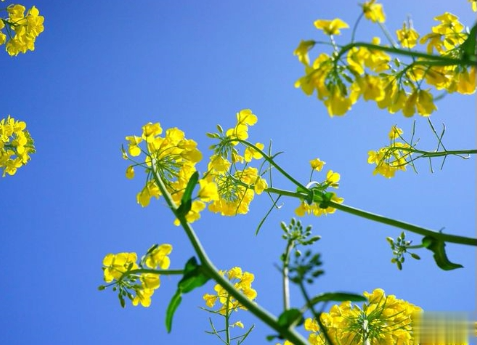 关于油菜花的说说简短带图片 2021晒油菜花自拍的短句15