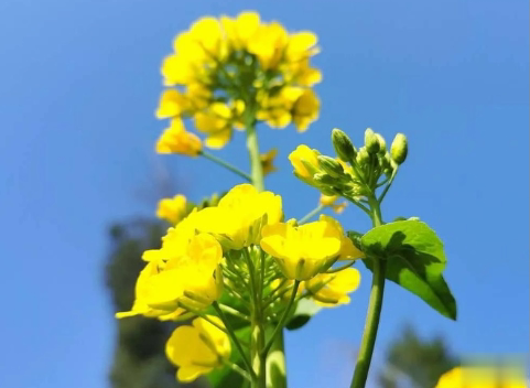 关于油菜花的说说简短带图片 2021晒油菜花自拍的短句3
