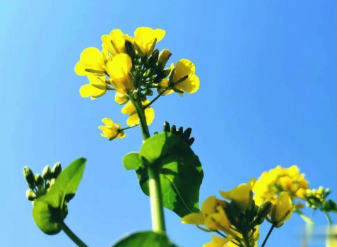 关于油菜花的说说简短带图片 2021晒油菜花自拍的短句5
