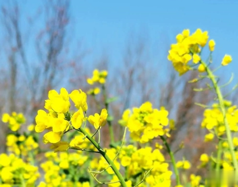 关于油菜花的说说简短带图片 2021晒油菜花自拍的短句2