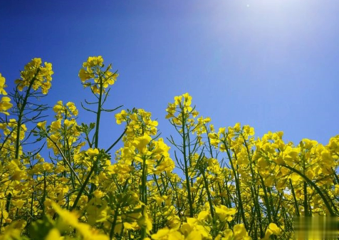 关于油菜花的说说简短带图片 2021晒油菜花自拍的短句14