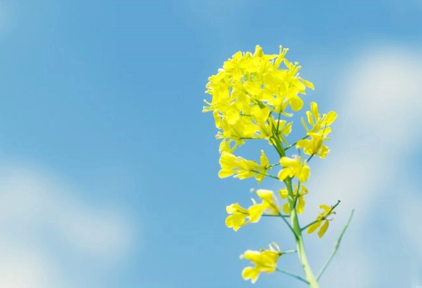 关于油菜花的说说简短带图片 2021晒油菜花自拍的短句11