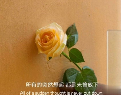 朋友圈晒花朵的优美文案 关于晒花朵的朋友圈1