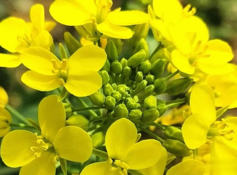 关于油菜花的说说简短带图片 2021晒油菜花自拍的短句7